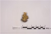 藏品(島衣屬)的圖片